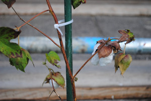 Photo_2