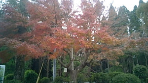 20161205_130030_camera_pic