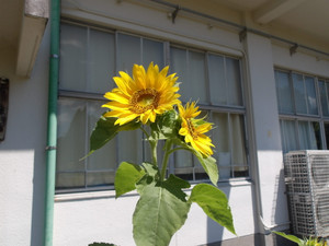 100_0037 100_0037